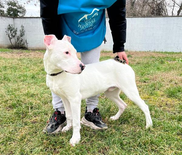 ALBINO DOGO Foto 3
